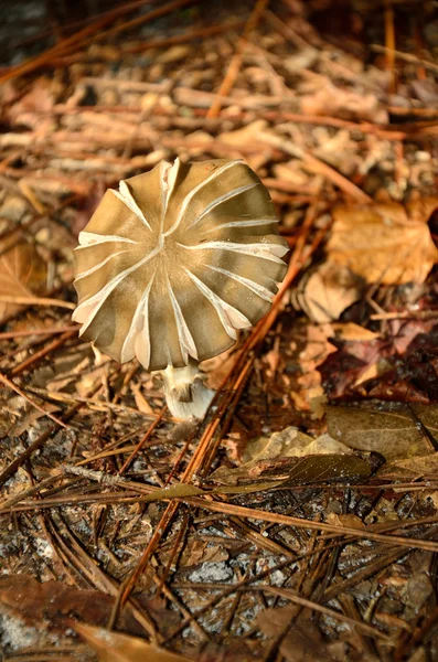 Umbrella like mushroom — Stock Photo, Image