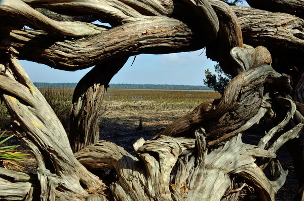 Twisted vines at Crooked River State Park — Stock Photo, Image