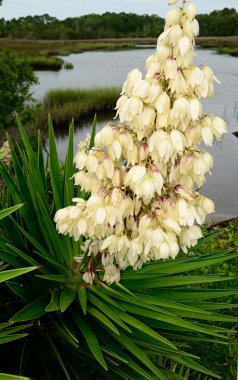 Yucca palmiye ağaç kütükler