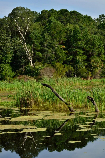 해리스 목 bluebill 연못 — 스톡 사진