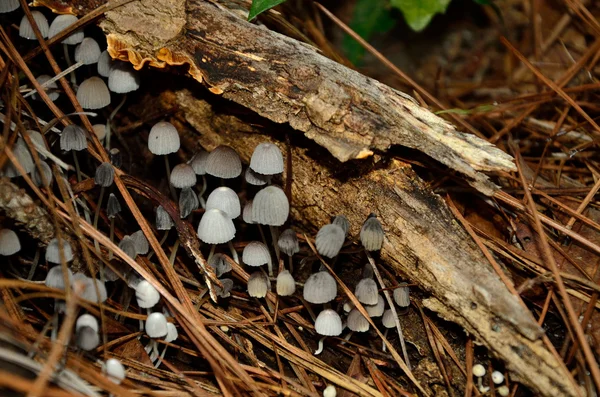 Tiny grey mushrooms — Stock Photo, Image