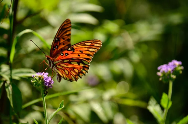 Orange butterfly — Stock Photo, Image