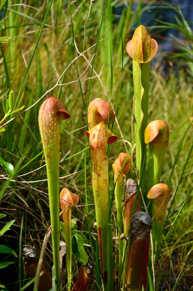 Vleesetende planten — Stockfoto