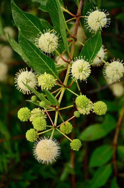 Botón arbusto en flor — Foto de Stock