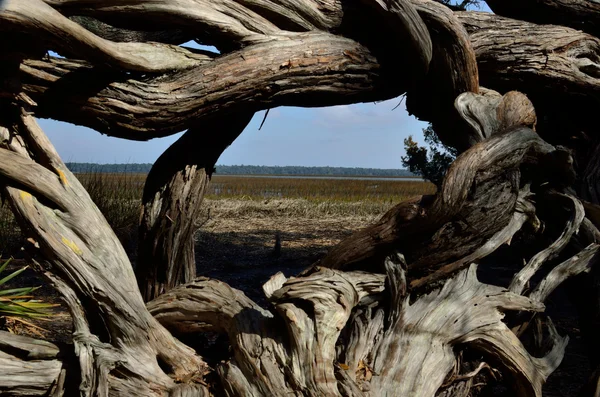 Vines frame the marsh — Stock Photo, Image