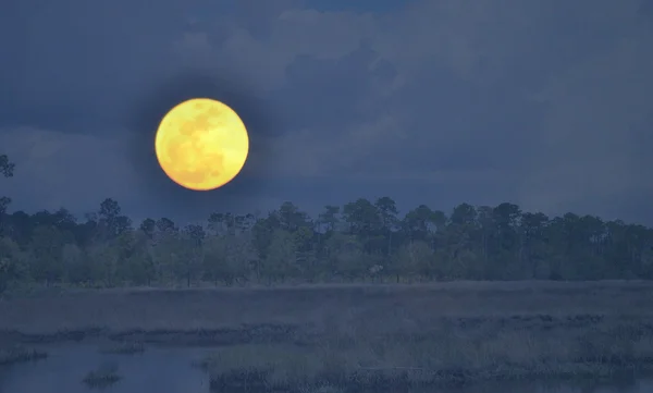 Dolunay bataklık üzerinde
