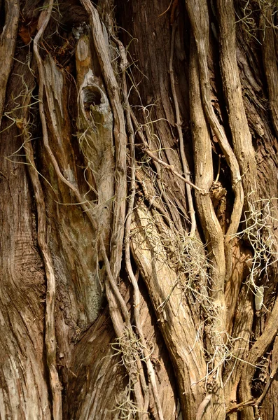 tiwsted odunsu üzüm