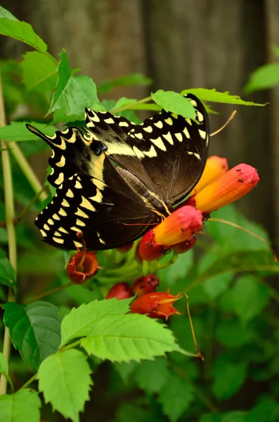 Kelebek ve karıncalar yemek paylaşın