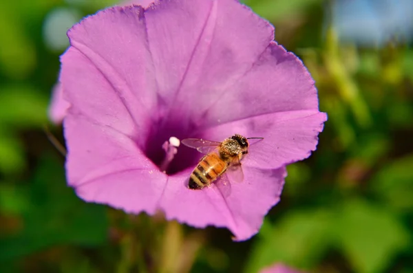 Bee on Morning Glory — Stock Photo, Image