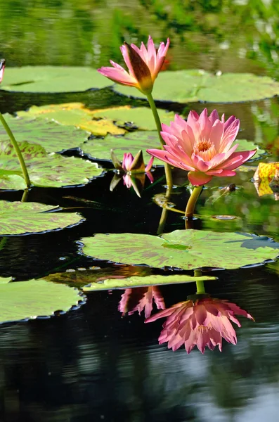 Рожеві водяні лілії та відображення — стокове фото