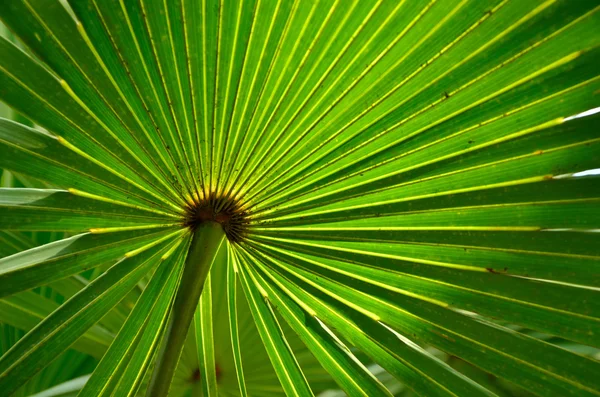 Backlit palmetto — Stock Photo, Image