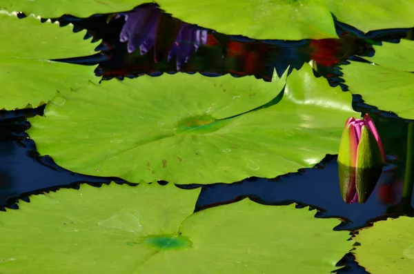 tomurcuklanma nilüfer