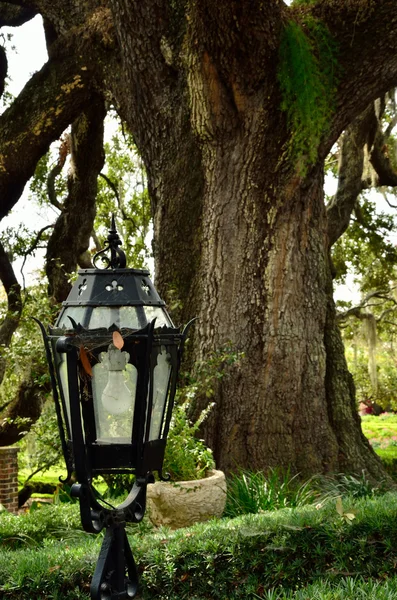 Світловий пост і дубове дерево — стокове фото