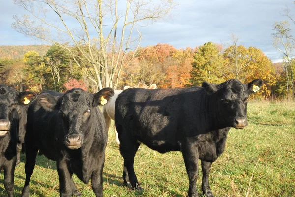 Otlaktaki sığırlar