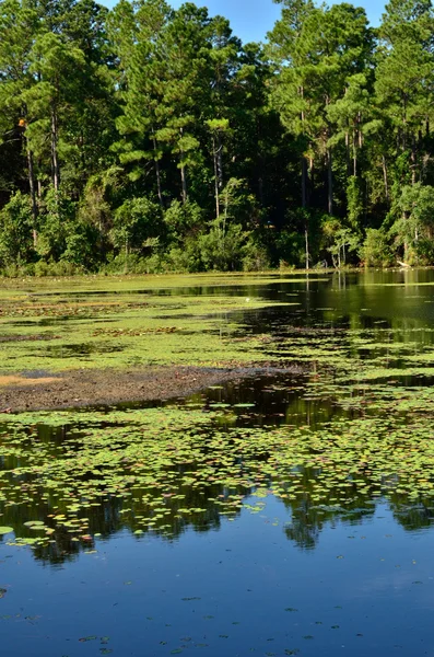 Озеро в державний парк Gordonia Alatamaha — стокове фото