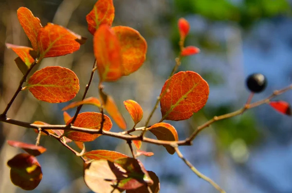 Na podzim listy a bobule — Stock fotografie