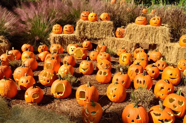Displayed carved pumpkins — Stock Photo, Image