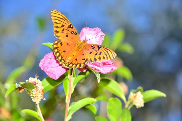 Yellow and orange butterfly — Stock Photo, Image