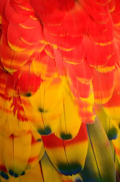 tüyleri parlak Amerika papağanı