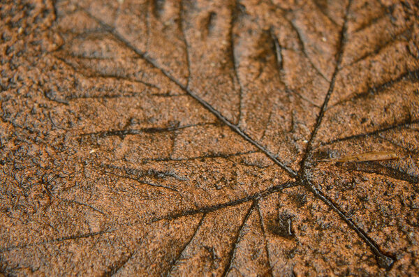 Fern print in concrete
