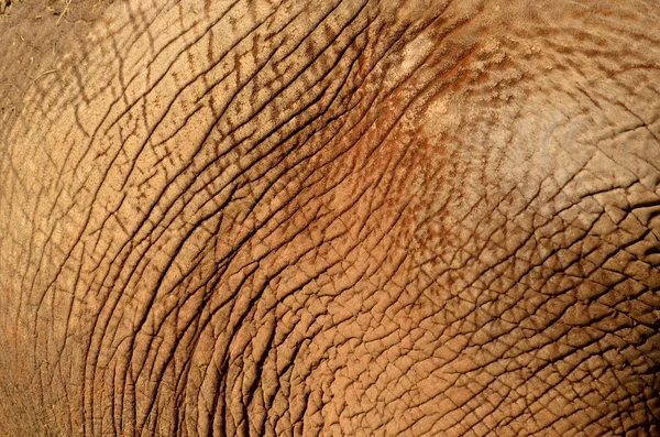 fil deri arka plan ve doku