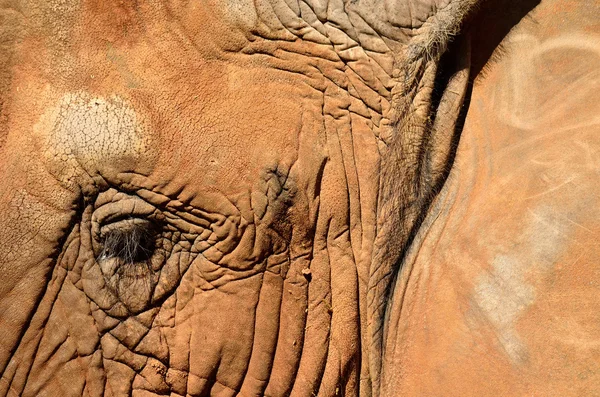 Elephant eyelashes — Stock Photo, Image