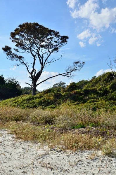 Μοναχικός δέντρο που υψώνεται πάνω από το dune — Φωτογραφία Αρχείου