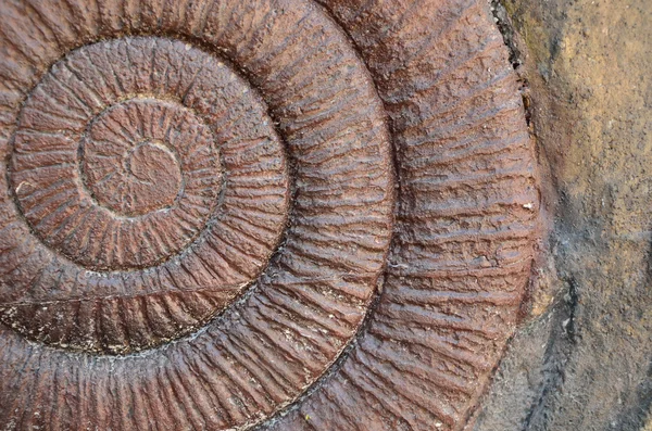 Brown spiral background — Stock Photo, Image