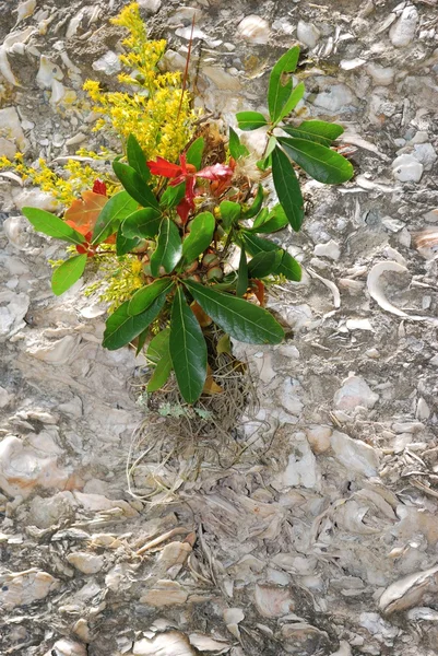 Parete da tavolo ornata con bouquet d'autunno — Foto Stock