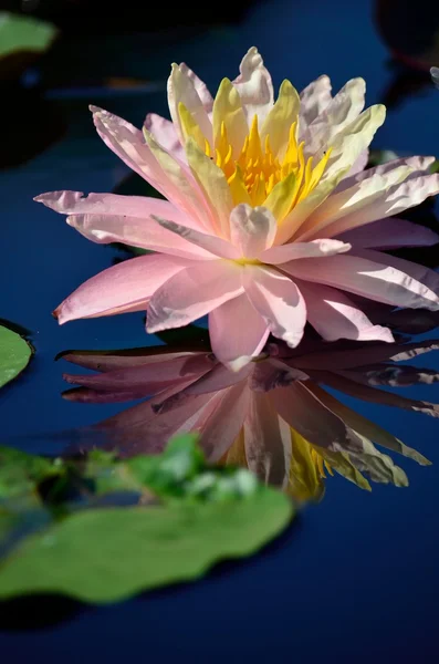 Reflexão de um lírio de água rosa — Fotografia de Stock