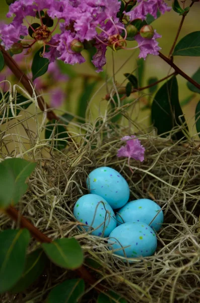 çalılıklarda kuş yumurta