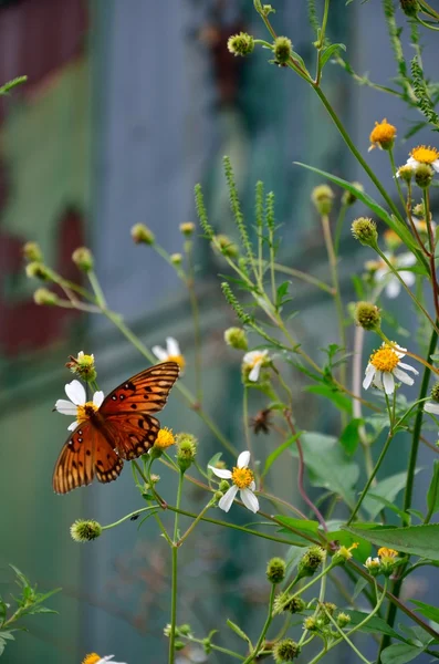 Butterfly in white daisies — Stock Photo, Image