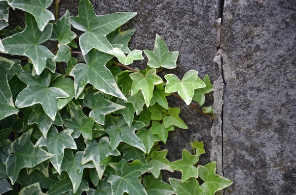 Ivy gedekt muur achtergrond — Stockfoto