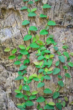 palmiye ağacı ve asma