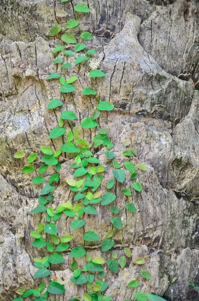 Palm tree värdar små blad vine — Stockfoto