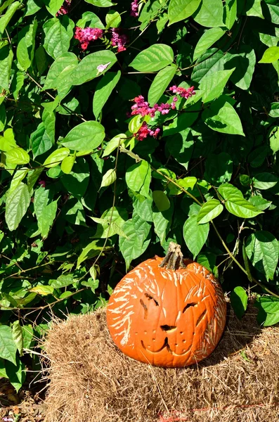 Katt som jack-o-lantern — Stockfoto