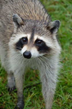 Raccoon makes eye contact clipart