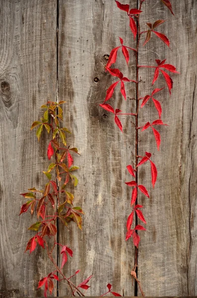 Vitigni rossi rampicanti d'autunno — Foto Stock