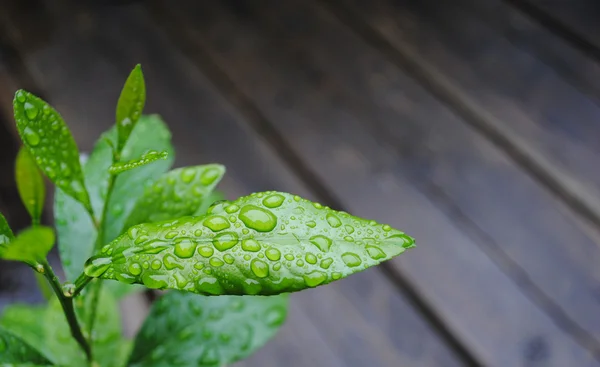 Lemon leaf with rain droplets Stock Picture