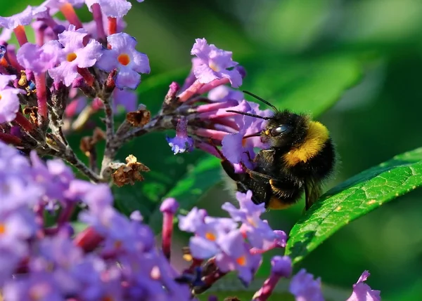 Бджоли в Бузок Стокове Фото