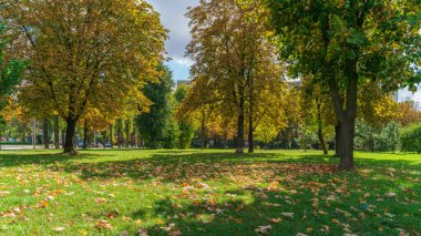 Şehir parkında güneşli bir sonbahar günü, yeşil bir çayırda sonbahar yaprakları