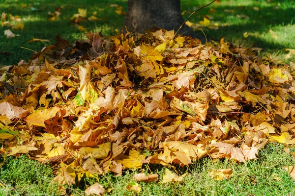 Arany Őszi Juhar Levelek Napsugarak Egy Őszi Napon Zöld — Stock Fotó