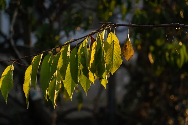 Egy Cseresznyefa Szárított Levelekkel Szeptemberben Kora Reggel Napfény Sugaraiban Sötét — Stock Fotó