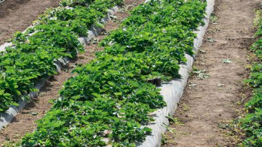 Güneşli bir günde açık havada çilek yetiştirmek.