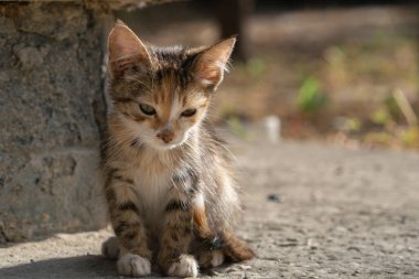 Doğada güneşli bir sonbahar gününde küçük kedi yavrusu.