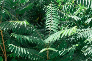 Güneş ışığındaki büyük yeşil yapraklar