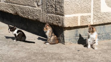 Küçük kedicikler güneşli bir sonbahar gününde doğada