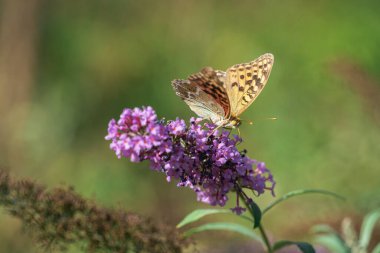 Eylülün ilk günlerinde güneşli bir günde bir çiçekte kelebek.