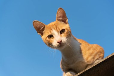 Sarı kedi yavrusu, bir sonbahar sabahı açık mavi gökyüzünün arka planına yukarıdan aşağıya doğru bakar.