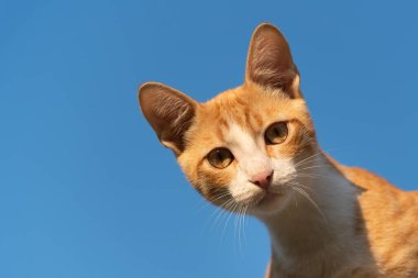 Işık huzmelerindeki sarı kedi yavrusu temiz mavi gökyüzü arka planındaki izleyiciye bakıyor.